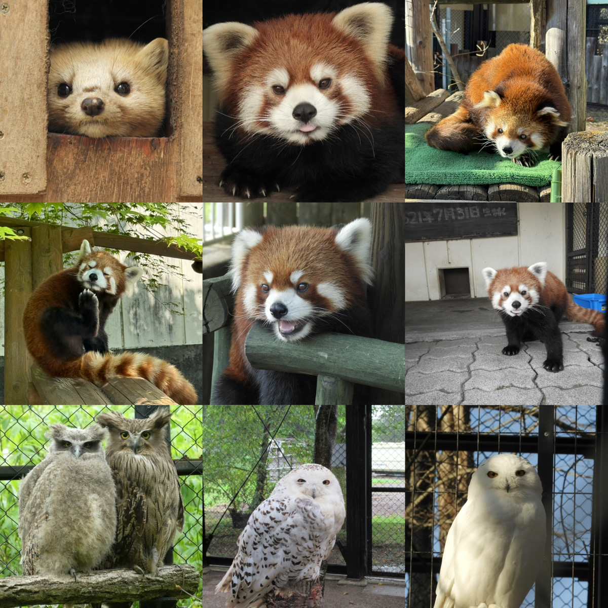 選べる缶バッジ②＆ミラー(ミラーはゆうひ＆ふう)